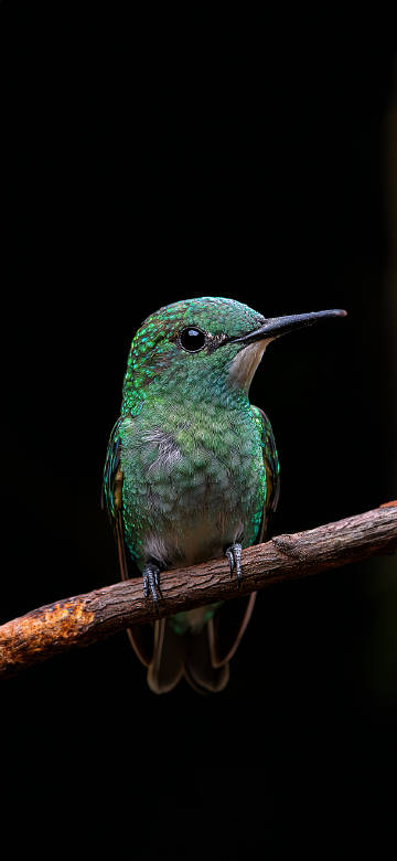 Close-Up of A Hummingbird Perched on a Tree Branch 4K Wallpaper