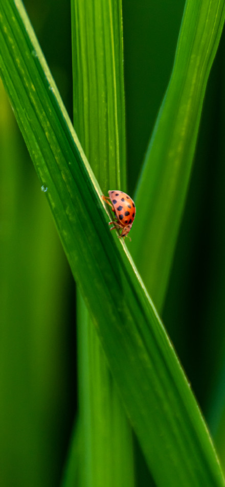Seven-spotted ladybug on green grass wallpaper