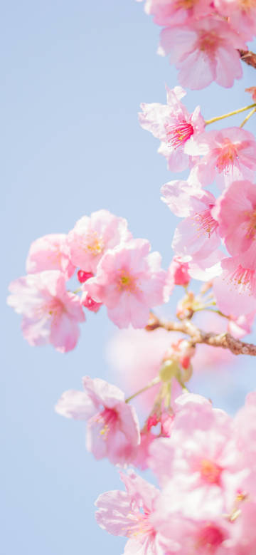 Beautiful Pink Sakura Blooming in Spring 4K Phone Wallpaper