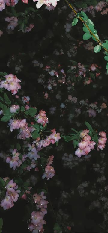 Aesthetic Pink Blossoms in Dark Night 4K Wallpaper