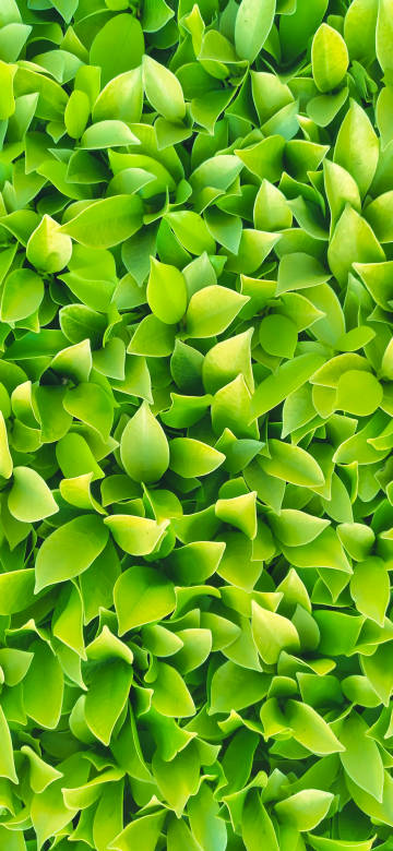 Fresh Green Leaves Close Up 4K Phone Wallpaper