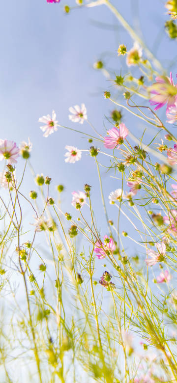 Pink Wildflowers Blooming Under Blue Sky 4K Phone Wallpaper