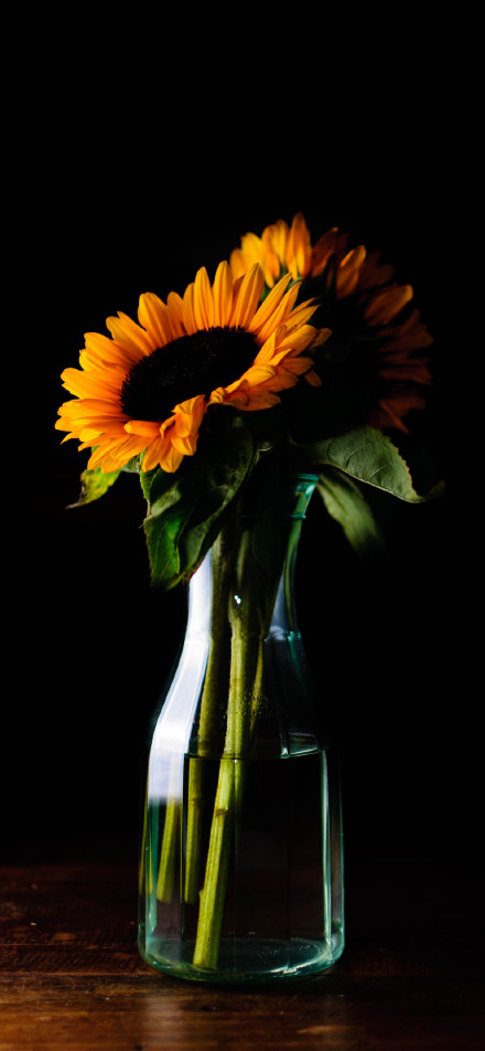 Sunflowers in bottle on black background phone wallpaper
