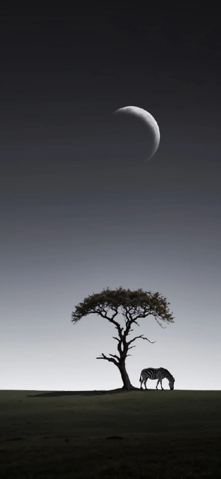 Zebra Standing Under a Tree at Dusk