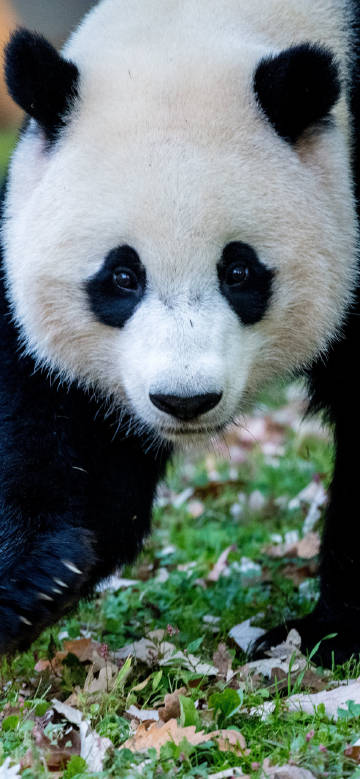 Cute Panda Walking On Grass 4K Phone Wallpaper