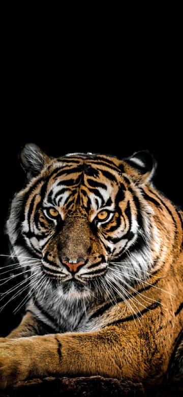 Close-Up of a Fierce Tiger on Black Background
