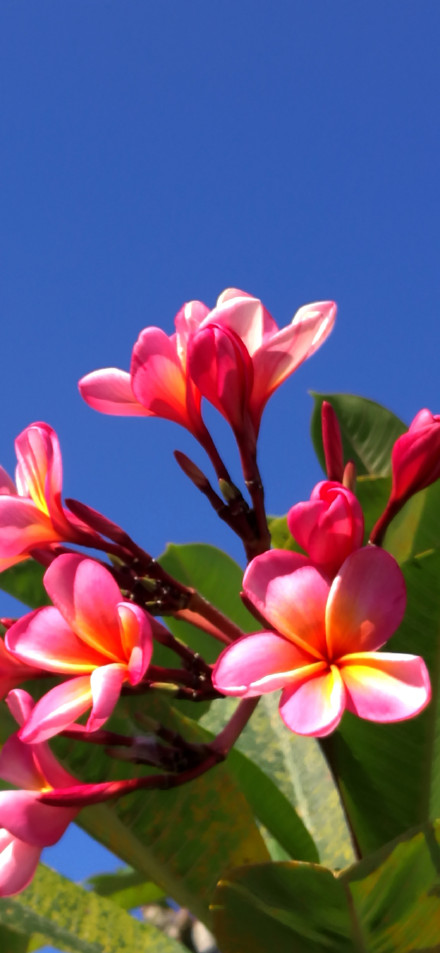 Pink Plumeria Flowers Against Blue Sky 4K Phone Wallpaper