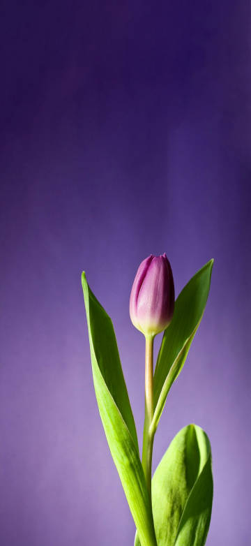 Close-up Photography of Pink Tulip Flower 4K Phone Wallpaper