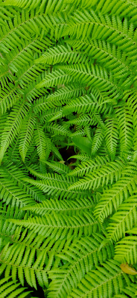 Vibrant green fern leaves  phone wallpaper