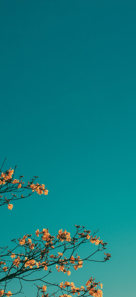 Blooming Branches Under Blue Sky Minimalist 4K Wallpaper