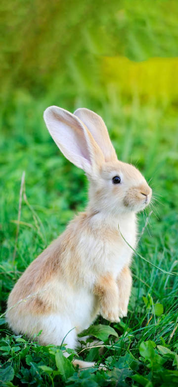 Cute Rabbit Standing on Green Grass 4K Phone Wallpaper