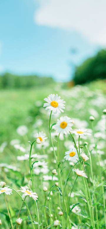 Daisies blooming under blue sky and green ground phone wallpaper