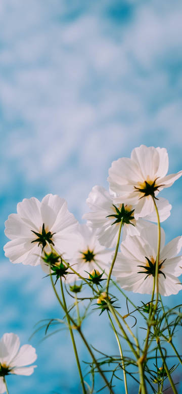 Bright White Cosmos Blooming in Spring Sky 4K Phone Wallpaper