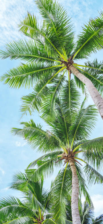 Tropical Palm Trees Phone Wallpaper