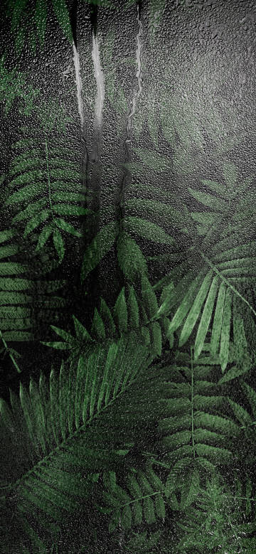 Green Fern Leaves Behind Rainy Glass Wallpaper