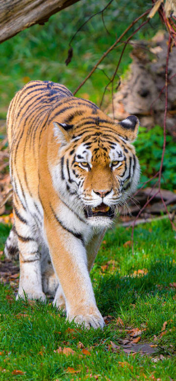 Walking Tiger in Green Forest 4K Phone Wallpaper