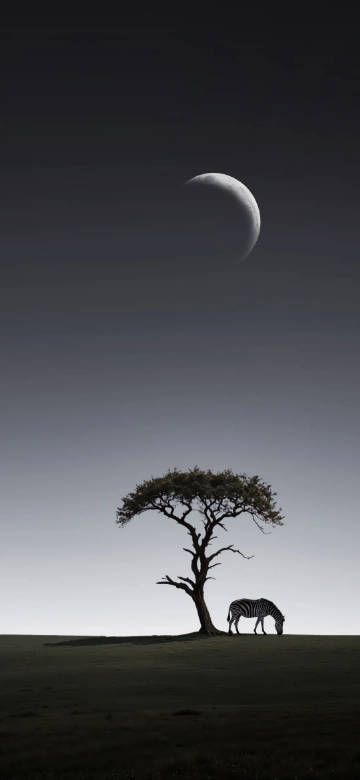 Zebra Standing Under a Tree at Dusk