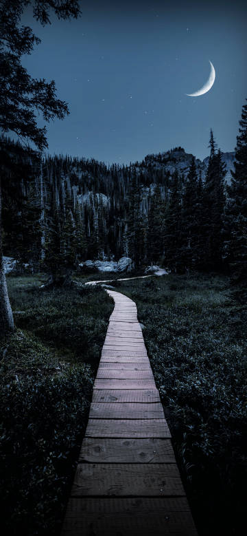 Wooden plank road in the forest at moonlit night