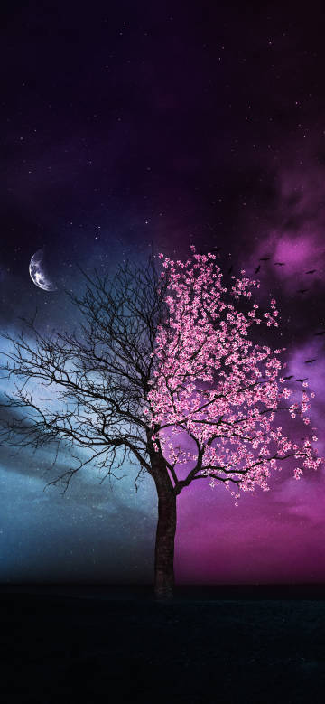 Fantasy and romantic night sky