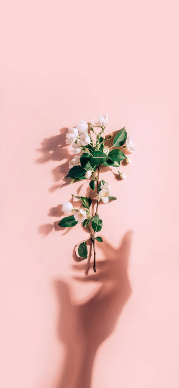 A flower on a pink background