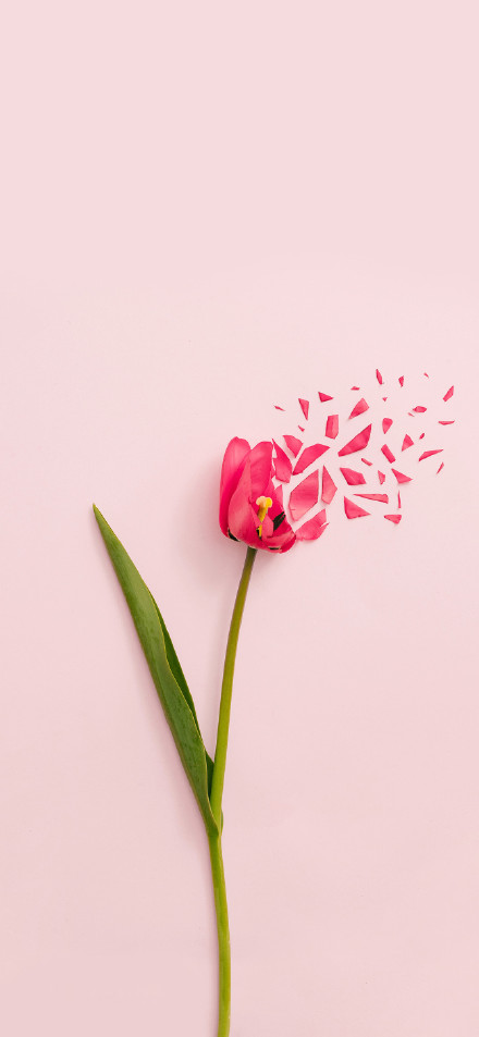 Fragments of flowers phone wallpaper