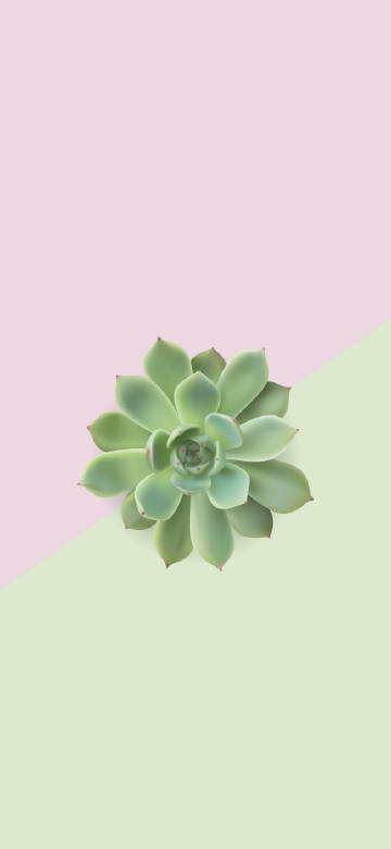 Simple succulents phone wallpaper
