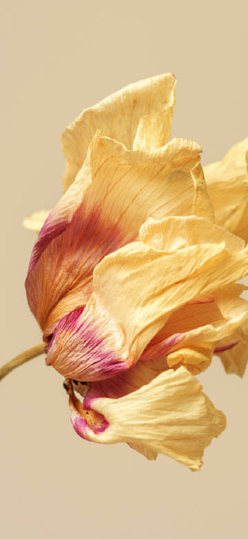 Withered yellow flowers