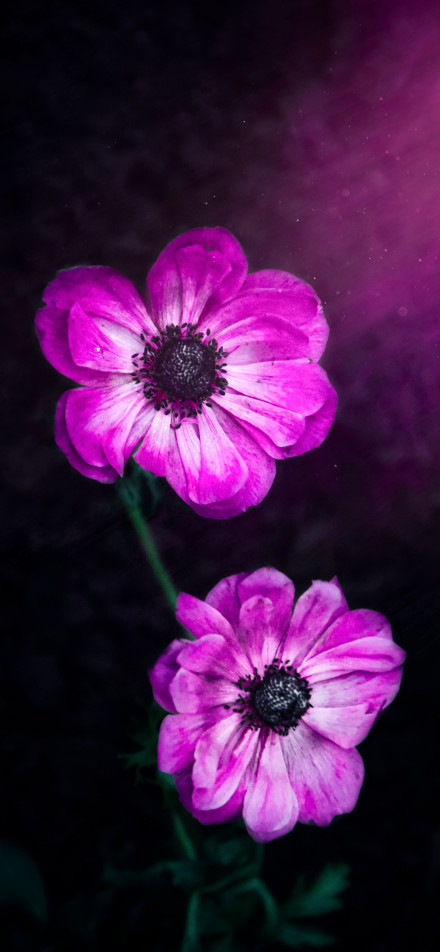Two pink-purple flowers on a dark background
