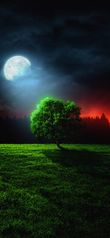 Moonlight shining on the trees