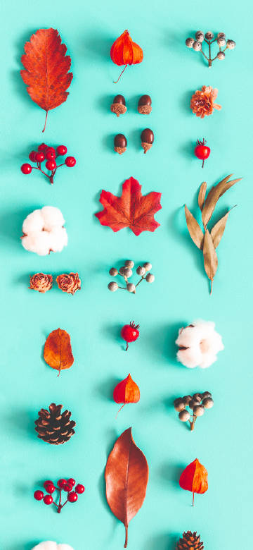 Various autumn leaves and fruits on a light blue background