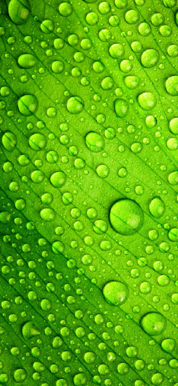 Water drops on green leaves