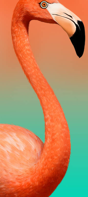 Close-up of a flamingo's head and neck