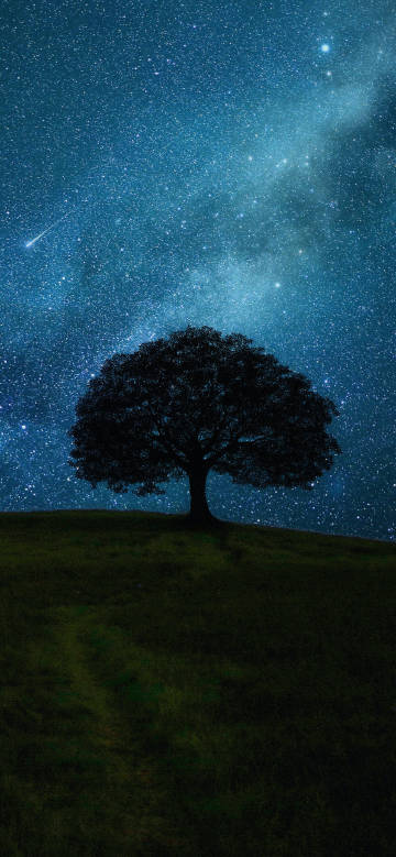 The Lonely Tree under the Starry Sky