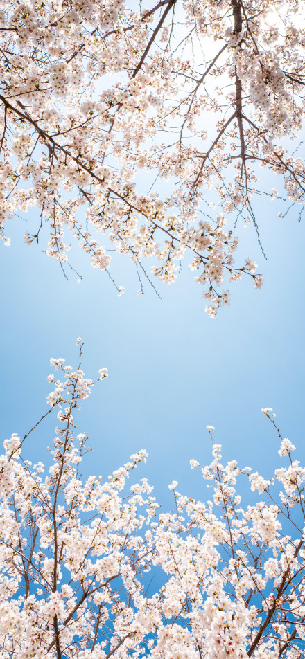 Beautiful cherry blossoms under the blue sky