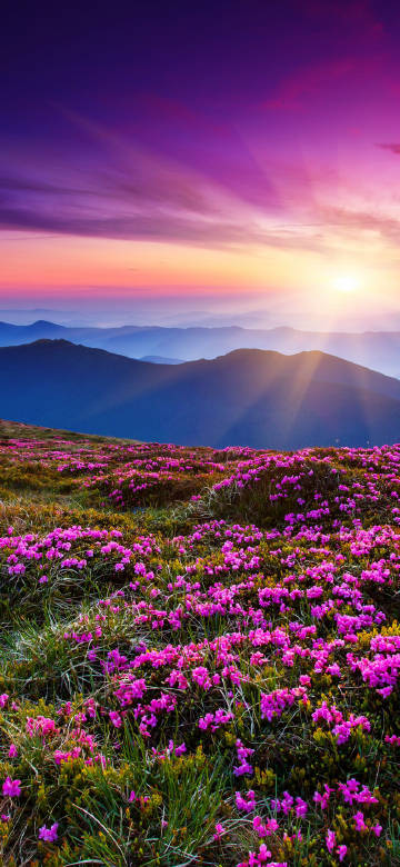 The Brilliant Mountain Flowers under the Rosy Glow