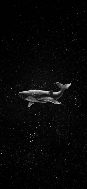 The Dreamy Whale and the Starry Sky