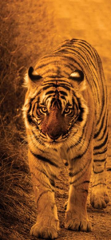 The Tiger Walks in the Wilderness