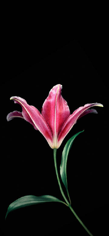 The Gorgeous Red Lily against the Black Background