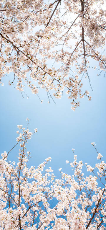Beautiful cherry blossoms under the blue sky