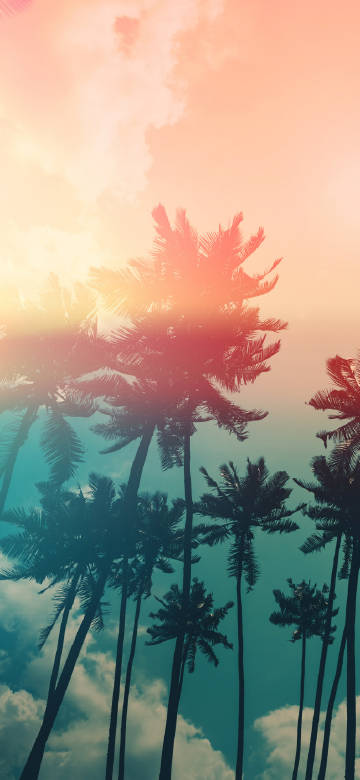 Palm Trees in the Tropical Rosy Glow