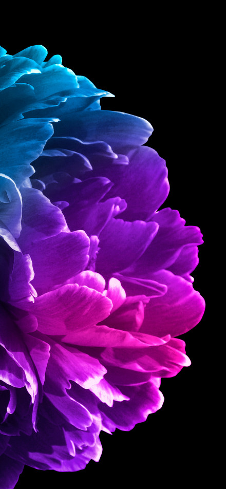 The Gorgeous Flower under Light and Shadow