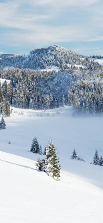 Winter snow scene in snow-covered mountain forest