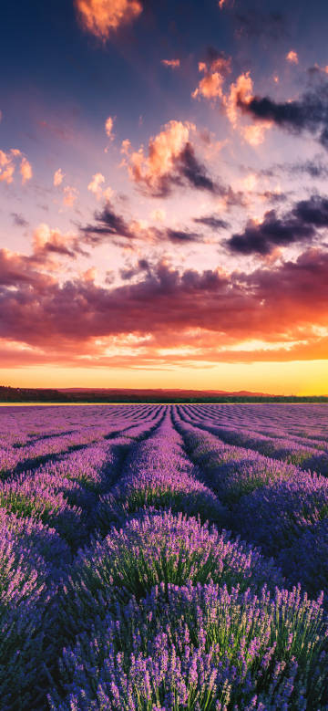 Dusk over the Lavender Field