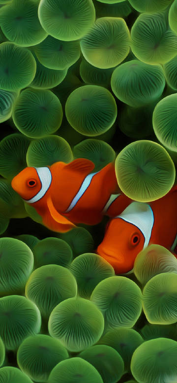 iphone clownfish wallpaper 4k