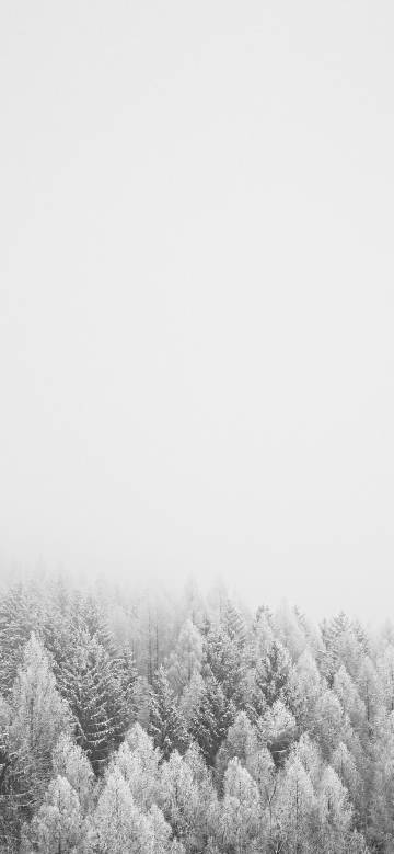 Winter Misty Forest