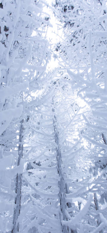 Forests covered with snow and ice