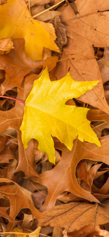 Yellow Maple Leaf among Fallen Leaves