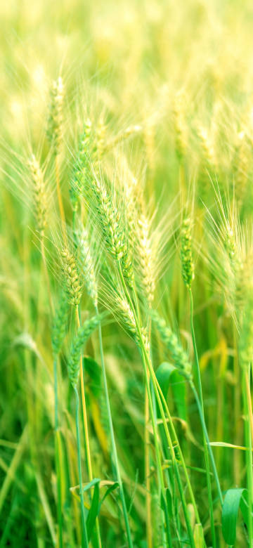 Wheat Field in the Sunlight