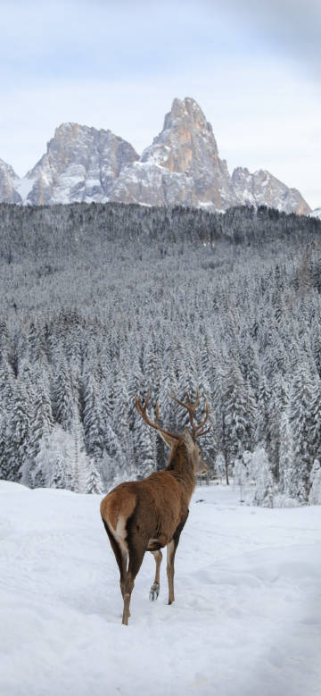 Deer and Mountain Forest in the Winter Snowscape