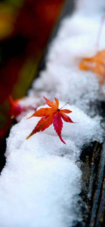 Orange-red maple leaves falling on snow